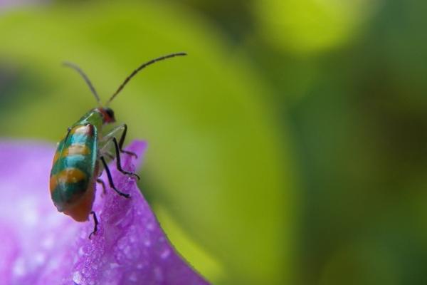 属龙2024年运势详解 财气会有负面严厉打击