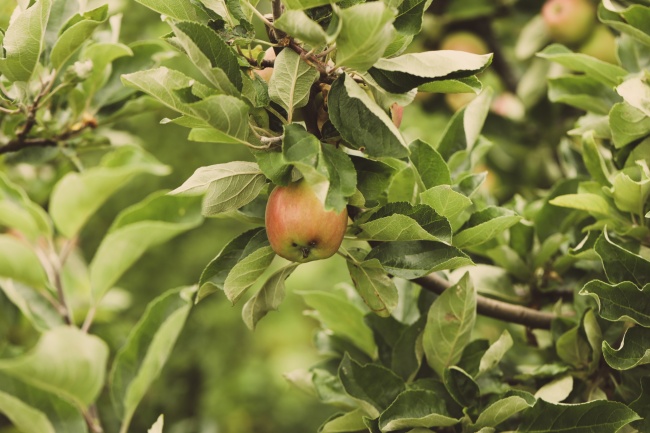 属鼠配虎的婚姻如何 鼠虎的配对状况 属鼠配虎的婚姻如何 鼠虎的配对状况