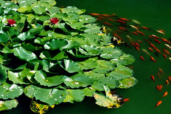 2024蛇人全年度运势1977 掌握蛇人运势怎样