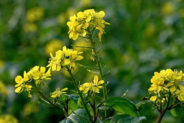 2024年2月6日冲什么属相 每天冲煞查看