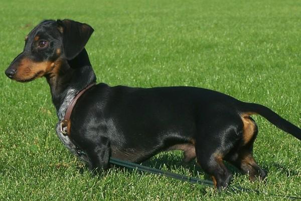 2024年2月6日特吉生肖运势 每日生肖运势播报