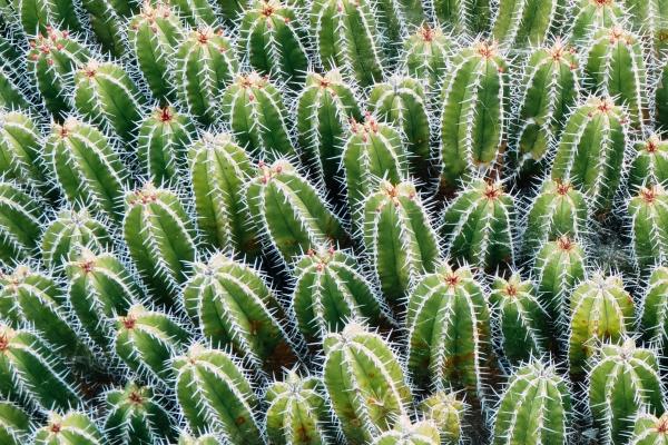 第一运程 2024年2月10日十二生肖运势解析 第一运程 2024年2月10日十二生肖运势解析