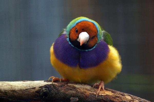 属相2024年运势完整篇 十二生肖2024运势