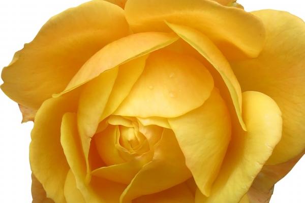 2024龙宝宝最好父母属相 比较适合龙宝宝的父母生肖