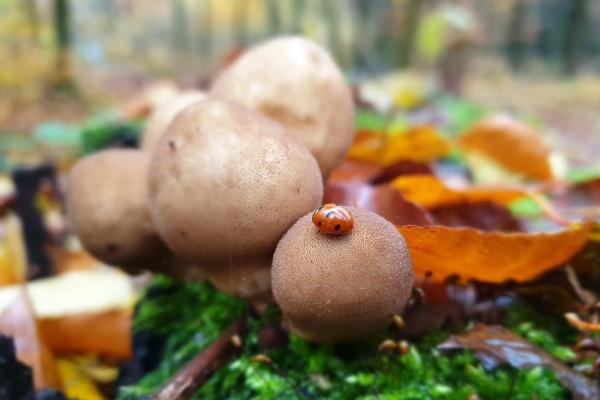 第一运程 2024年十二生肖周运2.26-3.3