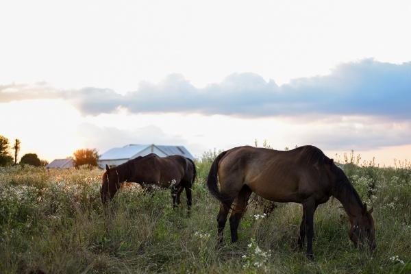 注定是富婆命的三大生肖女 几月出生的女性大富大贵 注定是富婆命的三大生肖女 几月出生的女性大富大贵