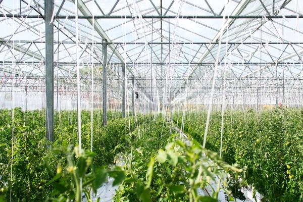 龙和狗一定不合吗 属龙与属狗从相冲到和睦