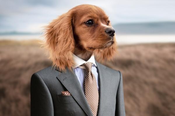 2024年属鸡的最佳贵人 什么生肖是属鸡人贵人