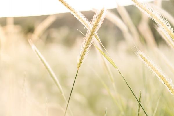 每日冲煞属相 2024年2月11日属什么生肖冲什么 每日冲煞属相 2024年2月11日属什么生肖冲什么