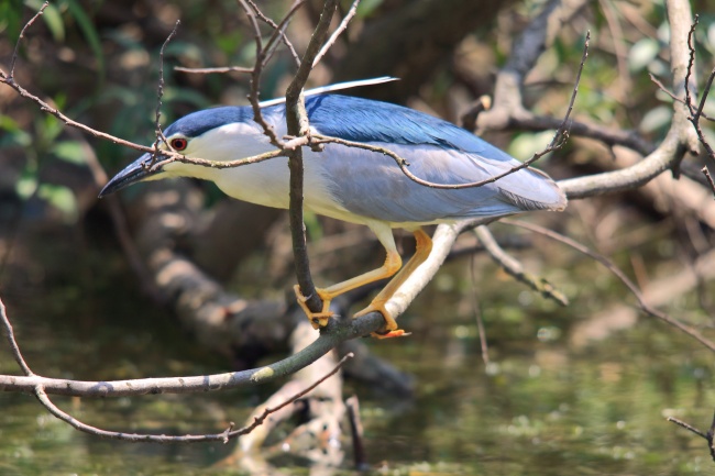 属龙男与属猴女合婚吗 男属龙和女属猴合不合