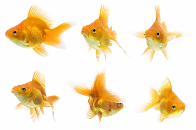 蛇配虎女大男3岁怎么样 女大三抱金砖