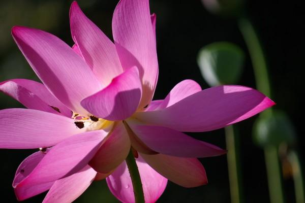 龙与狗可以结婚吗 婚姻里的曲折与理解