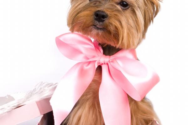 第一运程 2024年2月7日十二生肖运势解析 第一运程 2024年2月7日十二生肖运势解析