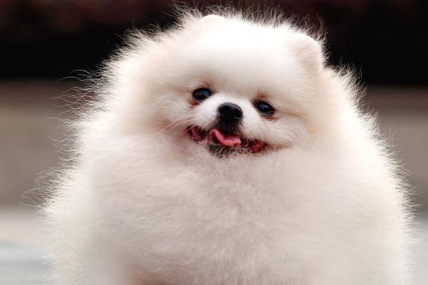 2024年犯太岁做不了什么样的事情 防止参加纠纷案件