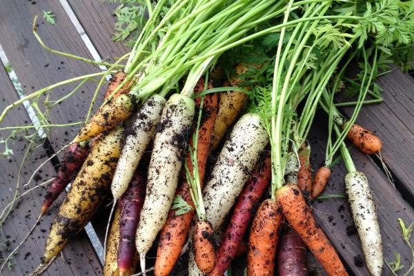 属马2024年龙年运势及运程 事业艰难财气稳定