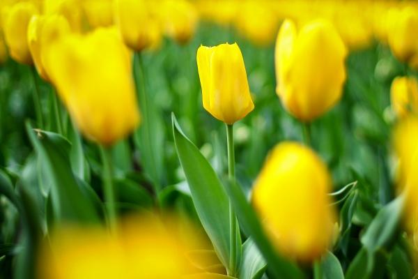 属猪2024年必有一难 工作遭难漏财危机 属猪2024年必有一难 工作遭难漏财危机