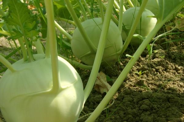 属蛇男和属兔女孩子婚配怎样 男蛇和女兔的属相合不合 属蛇男和属兔女孩子婚配怎样 男蛇和女兔的属相合不合