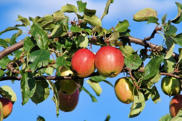 2024年属猴人运势 事业转折点爱情转变