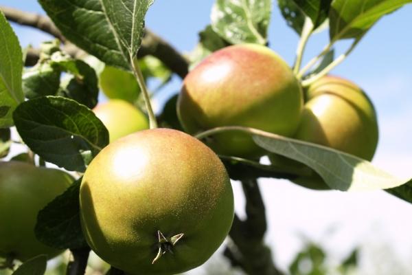 属相相冲一览 2024年2月8日冲什么属什么生肖 属相相冲一览 2024年2月8日冲什么属什么生肖