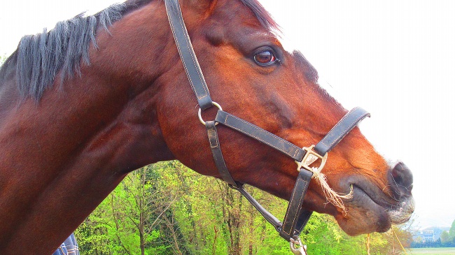 2024年夫妻一同犯太岁怎样化解 洁身自爱佩戴红绳