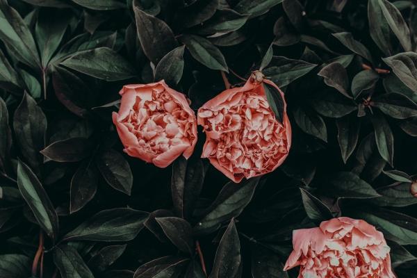 甲辰年太岁星君四大生肖是哪些 2024年冲太岁最严重生肖 甲辰年太岁星君四大生肖是哪些 2024年冲太岁最严重生肖