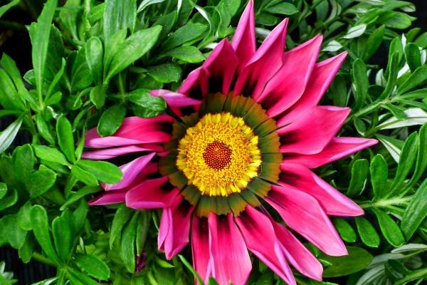 杨清华 十二生肖一周运势1.22-1.28 杨清华 十二生肖一周运势1.22-1.28