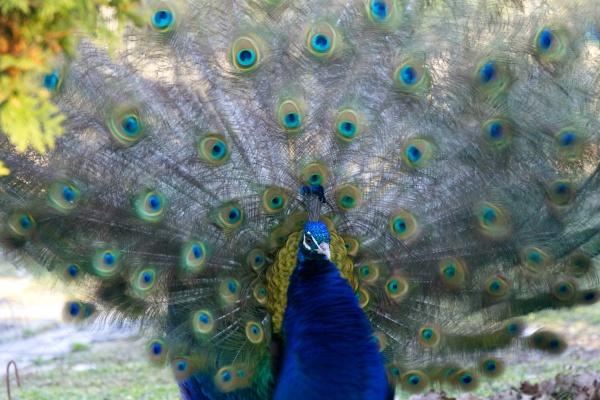 冲煞生肖查询 2024年2月7日属什么冲什么生肖 冲煞生肖查询 2024年2月7日属什么冲什么生肖