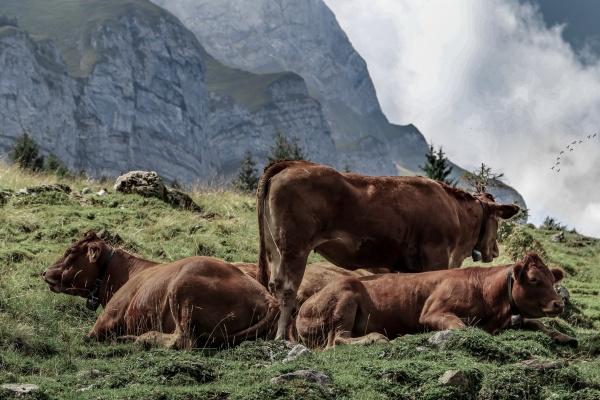 属虎男和属蛇女孩子适合做夫妇吗 婚姻提议