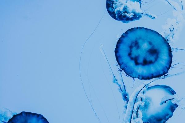 1162年属什么 属马人今年的运势好吗