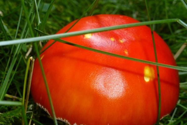 属鸡男和属蛇女合婚好吗 属蛇和属鸡的婚姻如何 属鸡男和属蛇女合婚好吗 属蛇和属鸡的婚姻如何