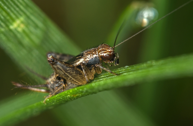属相虎和鼠相克吗 虎鼠关联怎么样