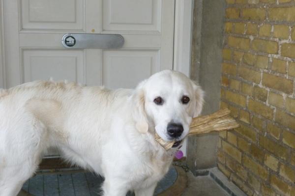 羊男马穿越女配婚姻好不好 超过生肖的真爱 羊男马穿越女配婚姻好不好 超过生肖的真爱