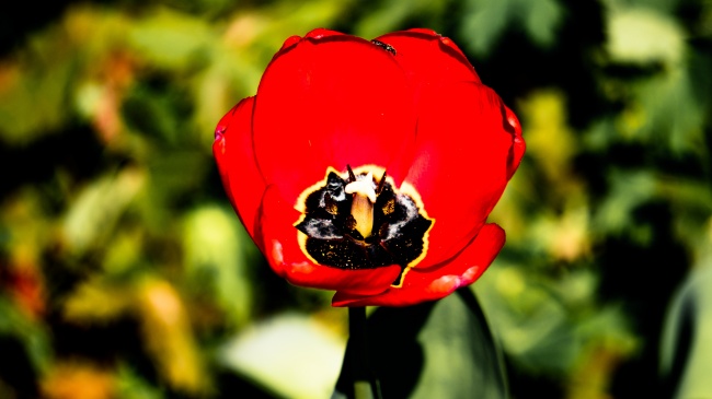 88年龙女2024年戴什么饰品，适宜属龙女孩子吉祥物