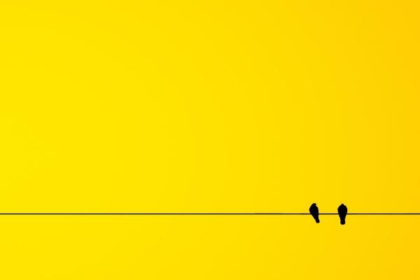 属虎与属龙相合吗 龙和虎的合婚如何