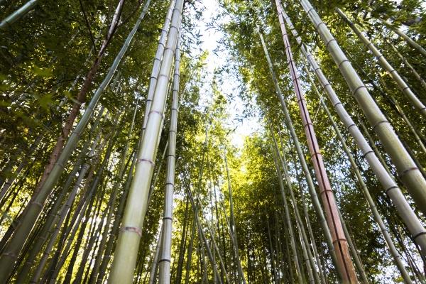 属马女孩子与属牛男的结婚会怎么样 属马女孩子与属牛男的结婚会怎么样