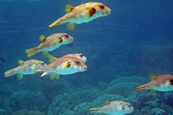 属龙人2024年最好出行时长，属龙本运年应该注意什么