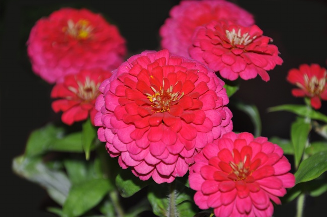 属猪人2024年感情与婚姻 属猪人如何促进感情 属猪人2024年感情与婚姻 属猪人如何促进感情