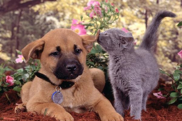 2024年出生属什么生肖？命运如何？