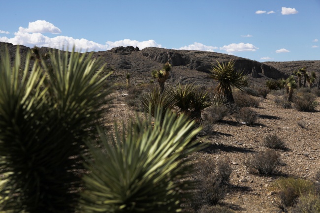 2024年属马的运势如何 属马人龙年运势