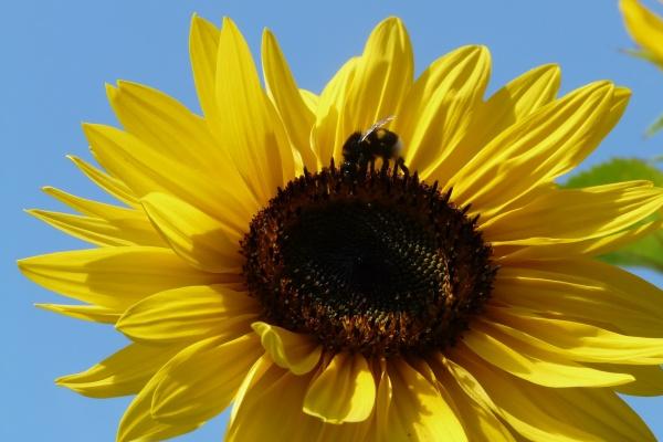 1976年的龙在2024年的幸运颜色，属龙最旺的颜色是什么