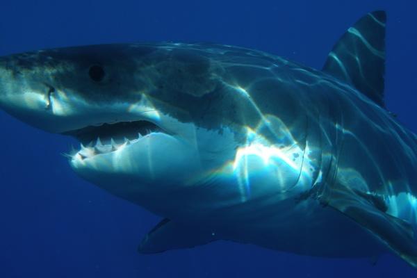 属相羊2024年运势及运程 属羊人2024年的运势 属相羊2024年运势及运程 属羊人2024年的运势