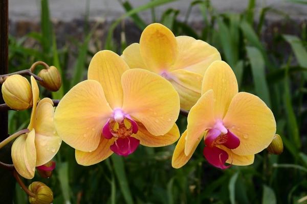 龙年生育是不是吉利?怀孕在龙年有什么寓意? 龙年生育是不是吉利?怀孕在龙年有什么寓意?