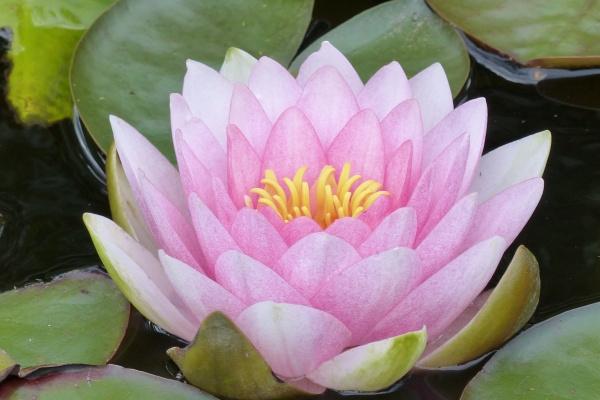 属兔2024年破太岁戴什么，适宜属兔的吉祥物设计