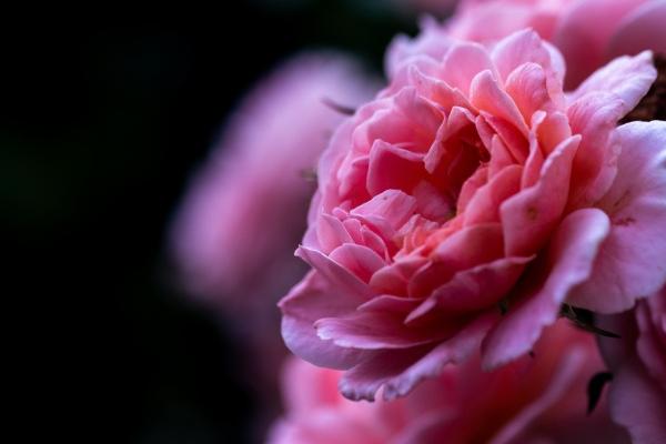 今日生肖犯煞 2024年4月1日生肖冲什么属什么