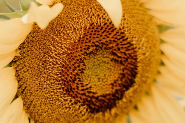 属马女跟属牛男婚姻相配吗 属马女与属牛男孩子婚姻相性剖析