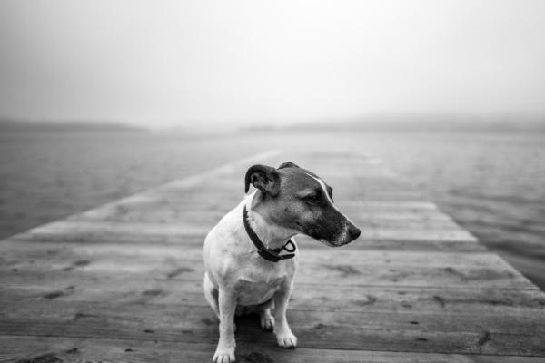 属猪的朋友可以戴龙牌吗，戴龙牌必须注意什么