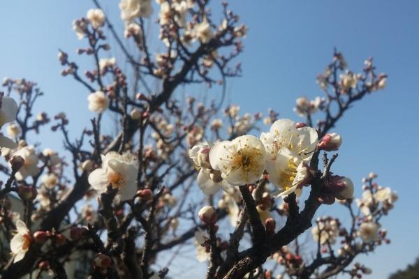 2024年十二生肖全年运程 十二生肖2024年运势运程 2024年十二生肖全年运程 十二生肖2024年运势运程