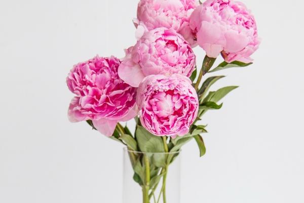 女属龙男属兔相配好么 男兔女龙婚的婚姻怎么样