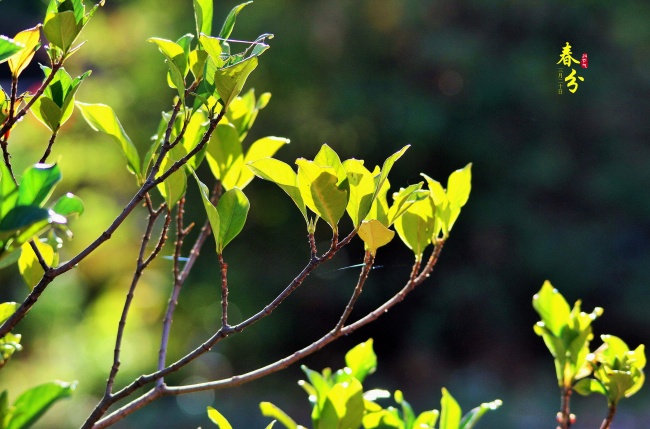 属虎一生较大天敌，属虎人一定要小心地小人属相