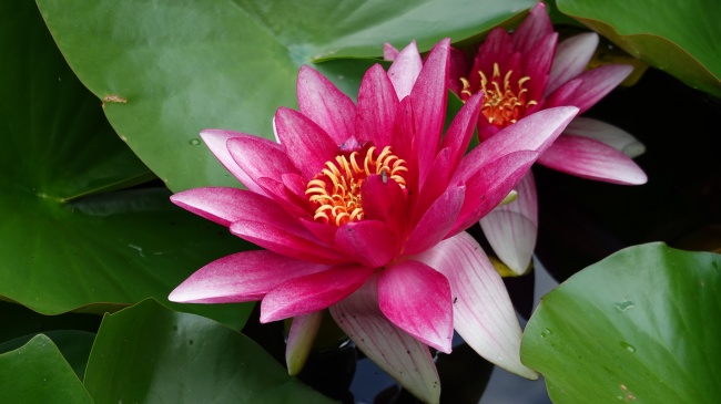 2024年属鸡人运势及运势 属相鸡2024全年度运势 2024年属鸡人运势及运势 属相鸡2024全年度运势